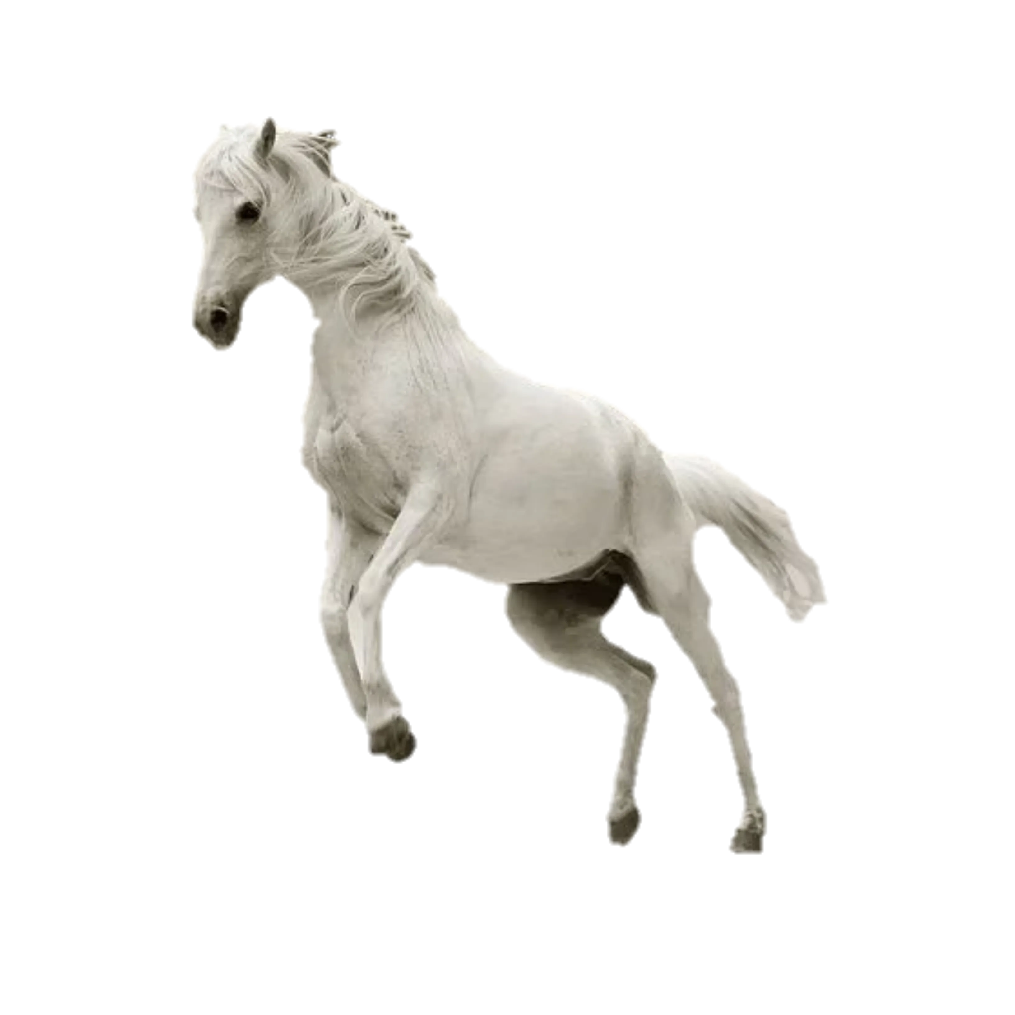 Horse Animal Pet royalty-free